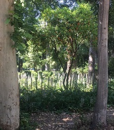 Naranjo